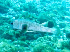Porcupinefish IMG 3135